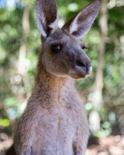 kanga