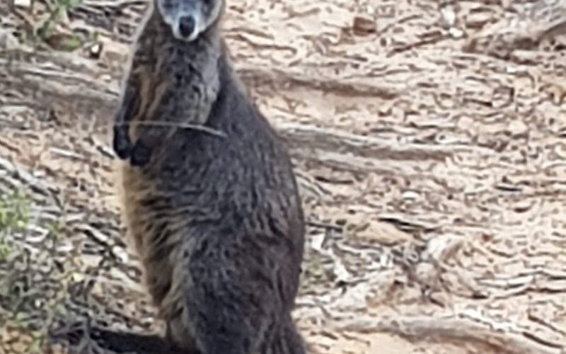 wallaby1